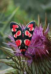 Zygaena sogdiana