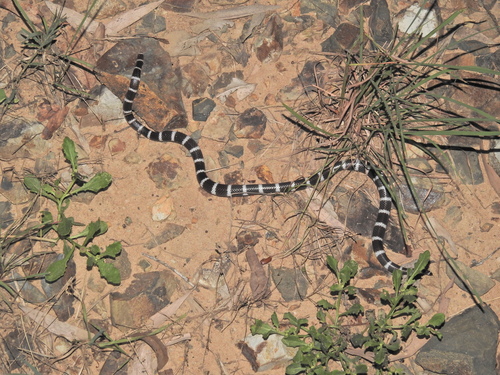 Eastern Bandy Bandy sighting