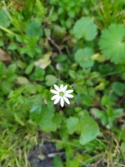 Stellaria cupaniana