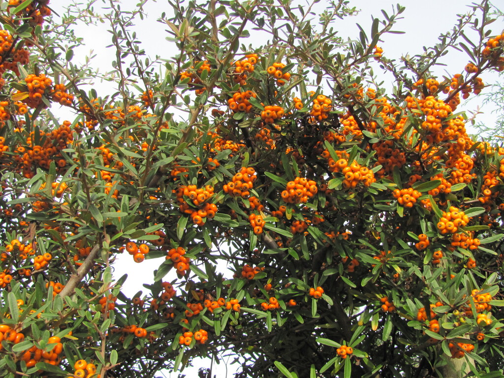 Pyracantha angustifolia, Cavaleiros, Mealhada, 3050, Portugal