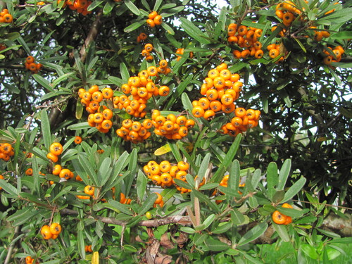 Pyracantha angustifolia