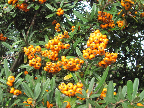 Pyracantha angustifolia
