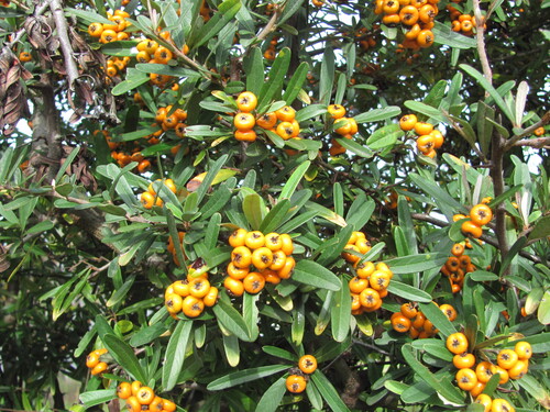 Pyracantha angustifolia