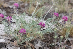 Oxytropis floribunda