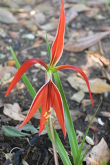 Sprekelia formosissima