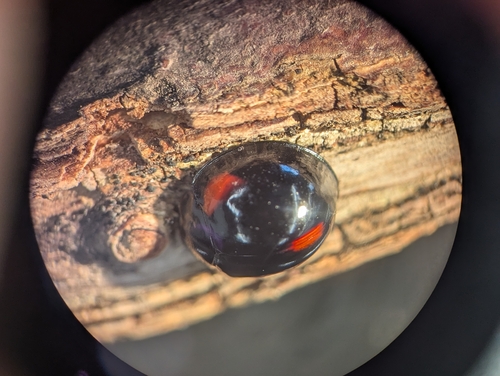 Thrice-struck Lady Beetle (Axion tripustulatum), a species recorded in Arkansas