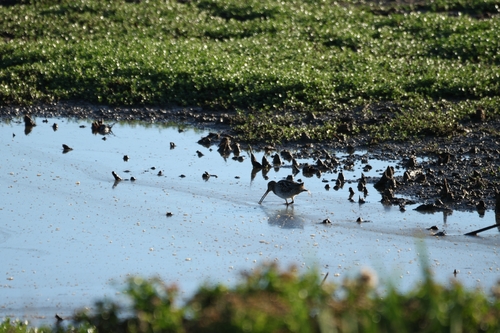 Gallinago gallinago, 2025-12-04