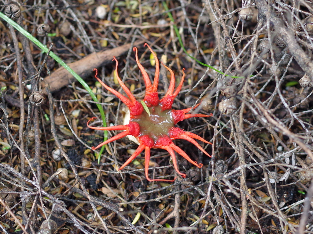 Aseroe rubra · December 2025 · photo: © hokonui (iNaturalist, cc-by)