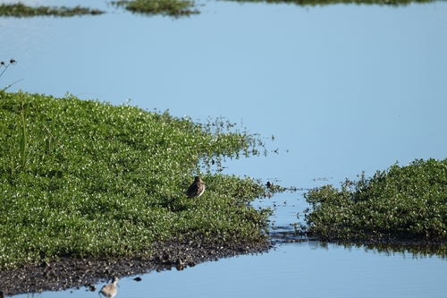 Gallinago gallinago, 2025-12-04