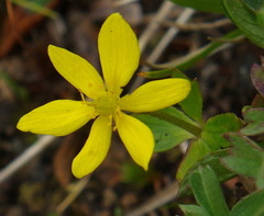 Anemonastrum richardsonii