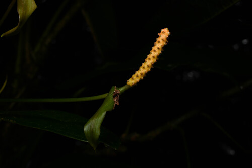 Anthurium microspadix