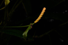 Anthurium microspadix