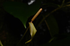 Anthurium microspadix, photograph (c) Anders Hastings, some rights reserved (CC BY)