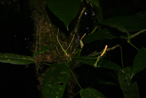 Anthurium microspadix, photograph 2