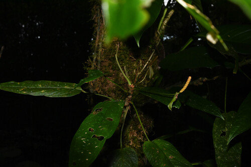 Anthurium microspadix, photograph 3