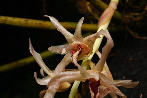 Xylobium elongatum, photograph 6