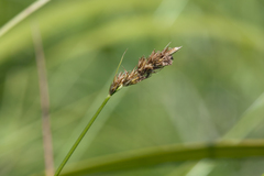 Carex leporina