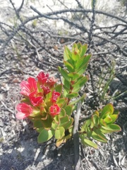 Lobostemon sanguineus