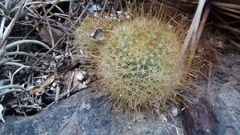 Mammillaria aurihamata