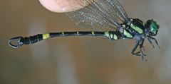 Lamelligomphus castor