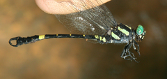 Lamelligomphus castor