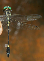 Lamelligomphus castor