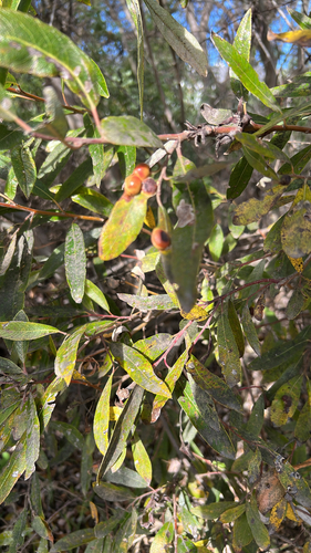 iNaturalist observation photo of Willow Apple Gall Sawfly