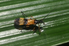 Graptocleptes
