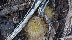 Mammillaria aurihamata