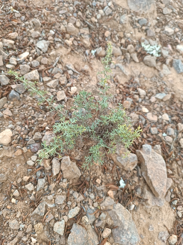 Artemisia huguetii