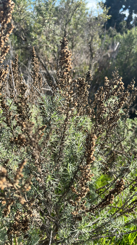 iNaturalist observation photo of California sagebrush