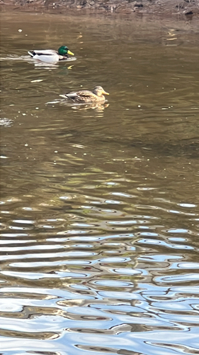iNaturalist observation photo of Mallard