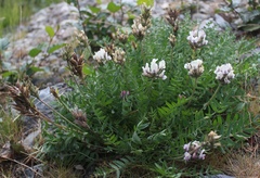 Oxytropis sordida