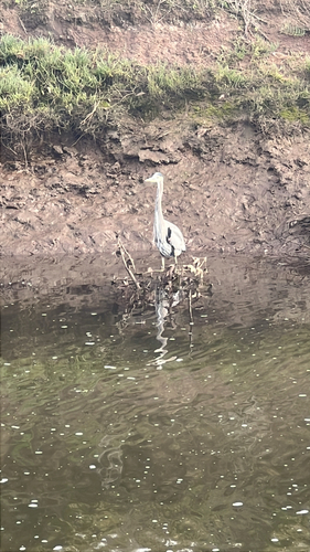 iNaturalist observation photo of Great Blue Heron