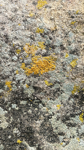 iNaturalist observation photo of Sac Fungi and Lichens