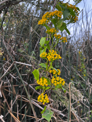 iNaturalist observation photo of Cape-ivy
