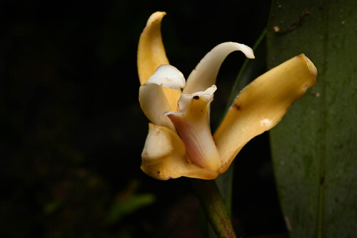 The narrow segemented maxillaria (Maxillaria angustisegmenta)