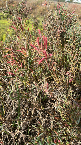 iNaturalist observation photo of pickleweeds