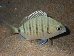 Moroccan White Seabream photo 2