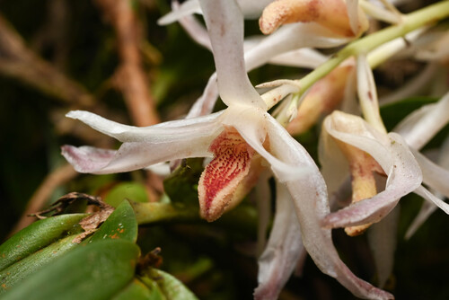Xylobium elongatum, photograph 3