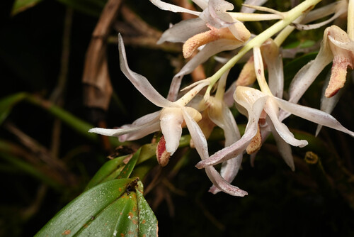 Xylobium elongatum, photograph 4