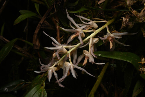 Xylobium elongatum, photograph 5
