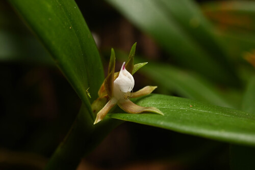 Prosthechea pygmaea, photograph 4