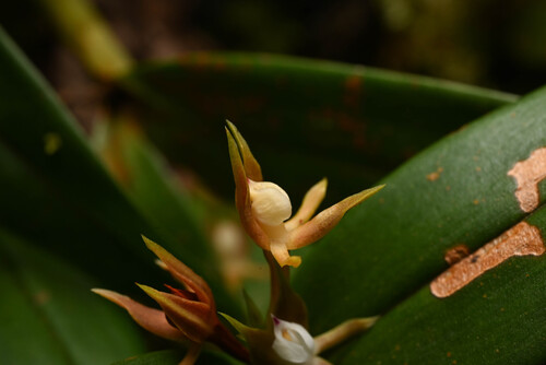 Prosthechea pygmaea, photograph 5