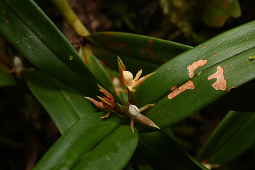 Prosthechea pygmaea, photograph 6