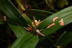 Prosthechea pygmaea, photograph (c) Anders Hastings, some rights reserved (CC BY)