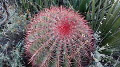 Ferocactus pilosus