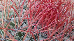 Ferocactus pilosus