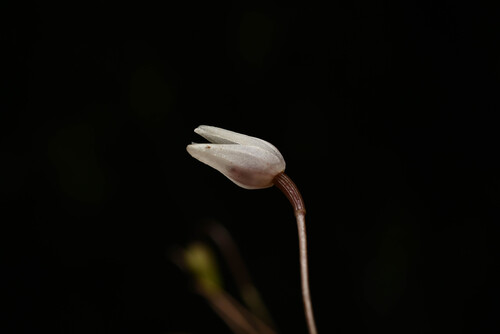 Pleurothallis eumecocaulon, photograph 6