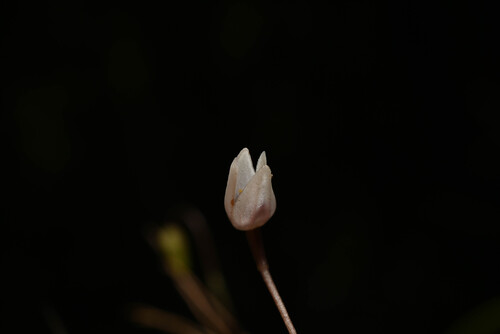 Pleurothallis eumecocaulon, photograph 5